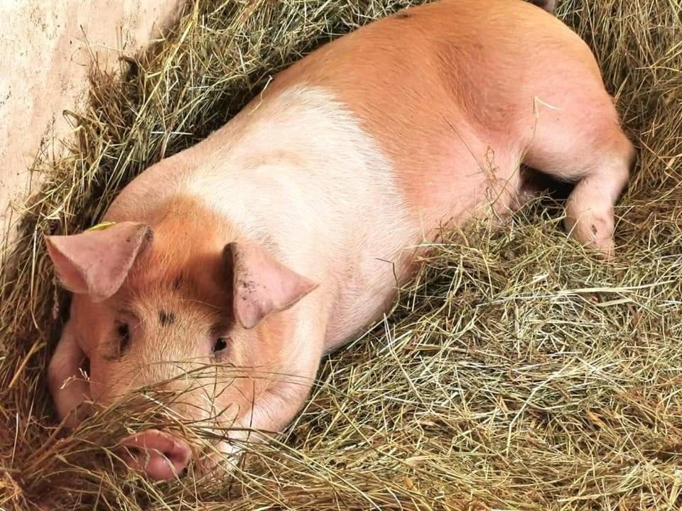 فيلا Schusterbauer Koppl المظهر الخارجي الصورة